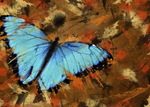 teal organisations next stage organisations